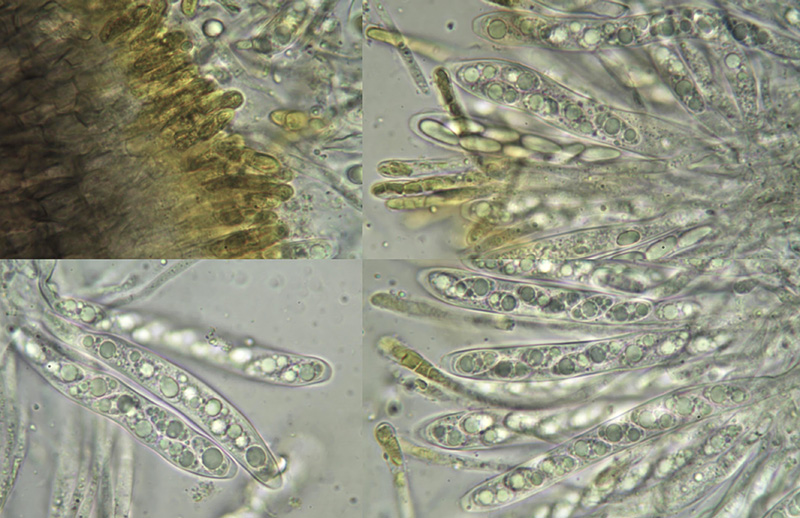 Trochila laurocerasi mikro Trochila laurocerasi mikro